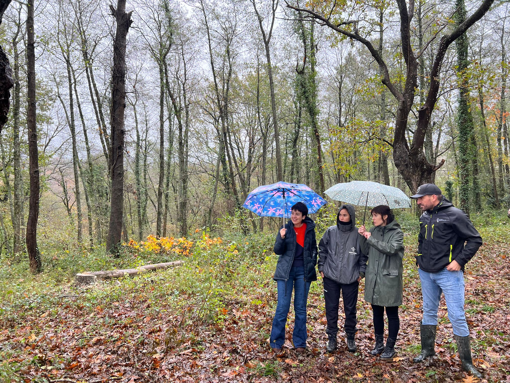 Oianguko haritzen hazkuntza lagunduz